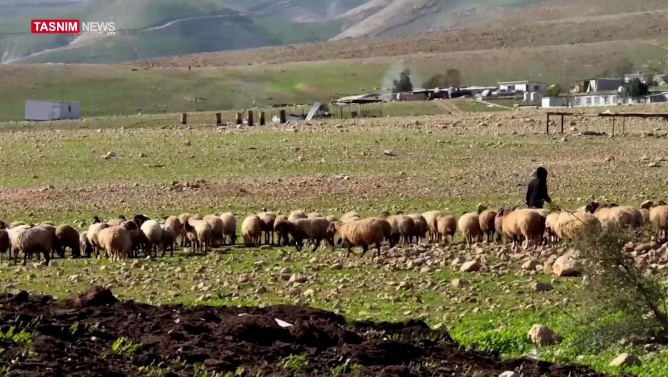 الأغوار الفلسطينية , أريحا , 