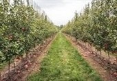 لزوم مدیریت تغذیه باغات برای افزایش مقاومت درختان میوه