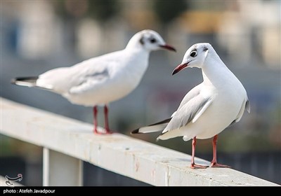 שחפים באנזלי