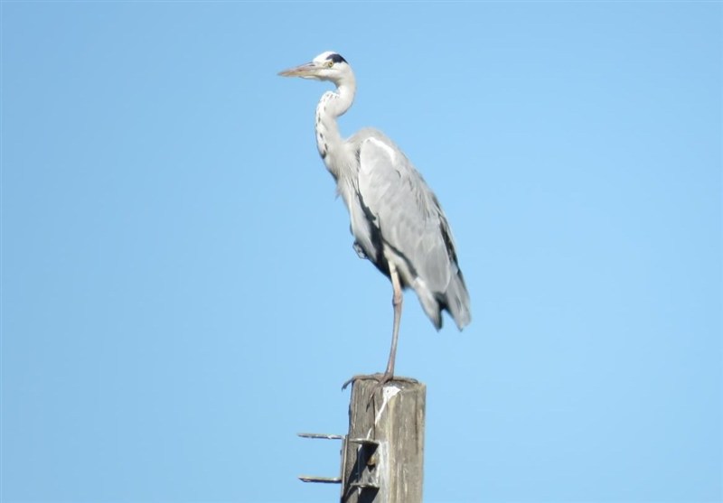 اخبار استان گلستان , نظام مسائل استان گلستان , نظام مسائل استان , 