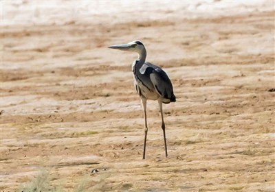 مرگ و زندگی حواصیل‌های خاکستری در تالاب‌های شمال