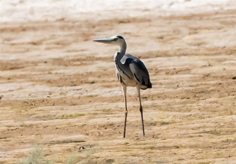 روایت مرگ و زندگی حواصیل‌های خاکستری در تالاب بین‌المللی گمیشان