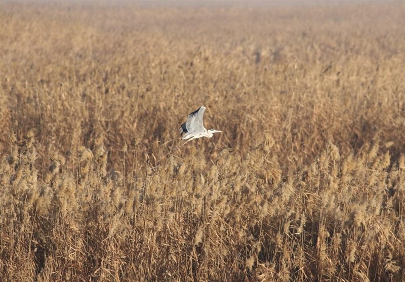 اخبار استان گلستان , نظام مسائل استان گلستان , نظام مسائل استان , 