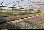 شتاب‌گیری توسعه گلخانه‌ها در اقلیم خشک سمنان