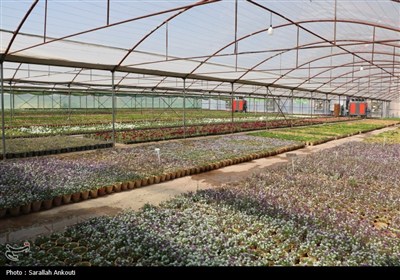 شتاب‌گیری توسعه گلخانه‌ها در اقلیم خشک سمنان