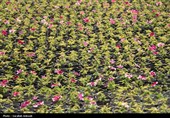 افتتاح بزرگترین گلخانه سلولزی جنوب‌شرق کشور در شهرداری کرمان