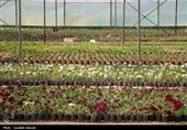 افتتاح بزرگترین گلخانه سلولزی جنوب‌شرق کشور در شهرداری کرمان