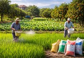 فعالیت 15 هزار نفر در بخش کشاورزی قروه/ظرفیت برای گسترش بیمه روستایی