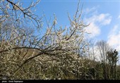 شکوفه‌های زمستانی در رودسر گیلان