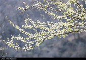 شکوفه‌های زمستانی در رودسر گیلان