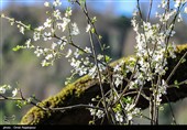 شکوفه‌های زمستانی در رودسر گیلان