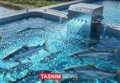 جهش 100 درصدی تولید ماهی با فناوری نانوحباب