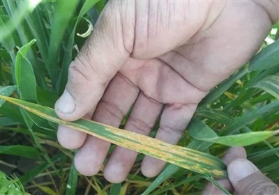 زارعان اردبیلی مراقب «زنگ زرد» گندم باشند