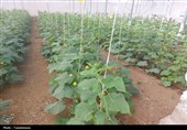 جذب 4.8 میلیاردی سرمایه بخش گلخانه‌های آران و بیدگل