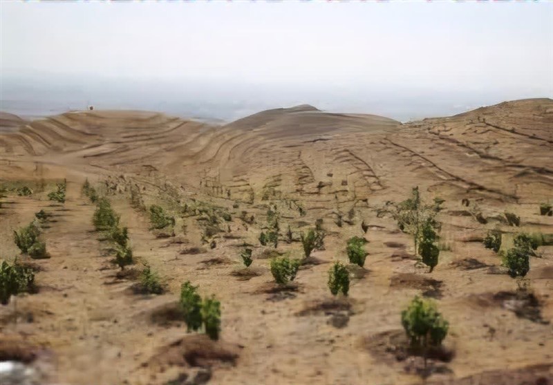 توسعه زراعت چوب در بوشهر با استفاده از پساب شهری