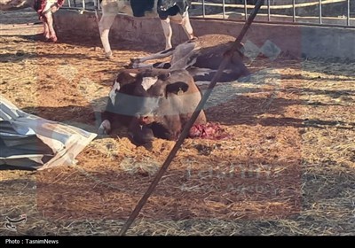 حمله دشمن به یک دامداری در اطرف یزدل آران و بیدگل/شهادت 6 نفر+تصاویر