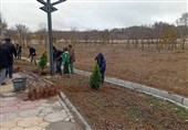 توسعه کشت نهال در ورودی‌های شهر اردبیل
