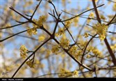 طبیعت در استقبال بهار