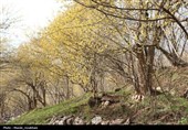 طبیعت در استقبال بهار
