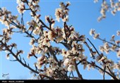 طبیعت در استقبال بهار