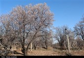 طبیعت در استقبال بهار