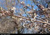 طبیعت در استقبال بهار