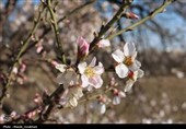 طبیعت در استقبال بهار