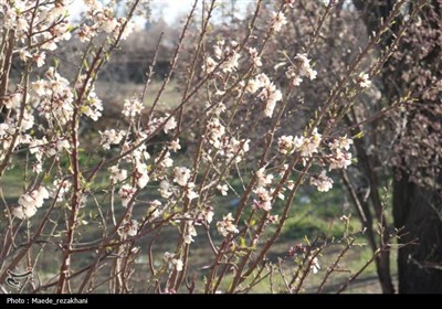 رستاخیز طبیعت در خراسان جنوبی؛ وقتی کویر جامه سبز به تن می‌کند