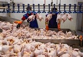 اجرای قرارداد 89 روزه برای تولید گوشت مرغ در فارس