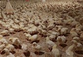 پرورش 2.9 میلیون قطعه مرغ در مرغداری‌های استان بوشهر
