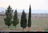 آغاز پویش بزرگ نهال‌کاری در کرمان به یاد رهبر شهید انقلاب