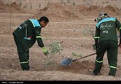 آغاز پویش بزرگ نهال‌کاری در کرمان به یاد رهبر شهید انقلاب