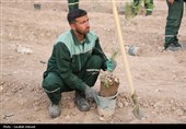 آغاز پویش بزرگ نهال‌کاری در کرمان به یاد رهبر شهید انقلاب