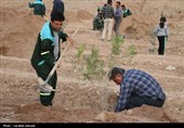 آغاز پویش بزرگ نهال‌کاری در کرمان به یاد رهبر شهید انقلاب