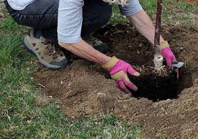 کاشت بیش از 30 هزار نهال در سطح آران و بیدگل