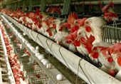 دامپزشکی کرمانشاه عرضه غیرقانونی مرغ زنده را ممنوع اعلام کرد