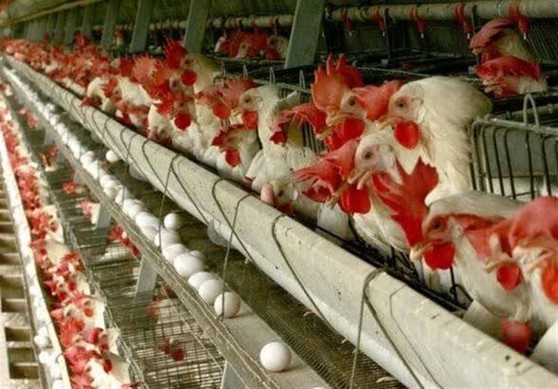 تولید بیش از 90 تن گوشت مرغ در زابل همزمان با آغاز سال جدید