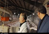 تأکید وزیر جهاد کشاورزی بر رفع موانع تولید در بازدید از مرغداری فشافویه