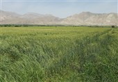 پیش‌بینی برداشت 160 هزار تن گندم در مازندران