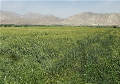 پیش‌بینی برداشت 1.2 تن گندم در گلستان