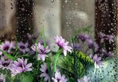 رگبار پراکنده و احتمال رعدوبرق در یزد