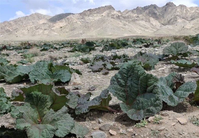 اخبار استان خراسان جنوبی , 