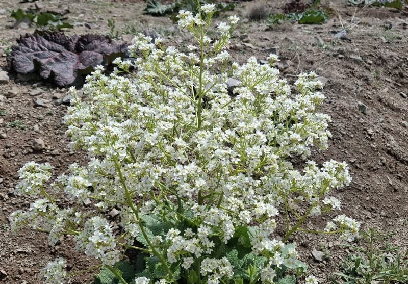 اخبار استان خراسان جنوبی , 