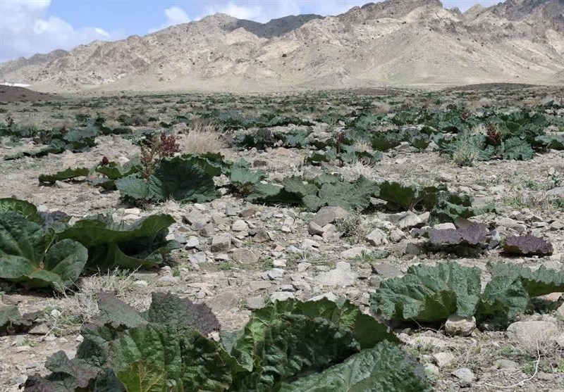 اخبار استان خراسان جنوبی , 