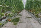 جهش 100 درصدی گلخانه‌های هیرمند؛ اشتغال‌زایی برای 5200 نفر