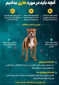 سالانه 7000 مورد حیوان‌گزیدگی در اردبیل