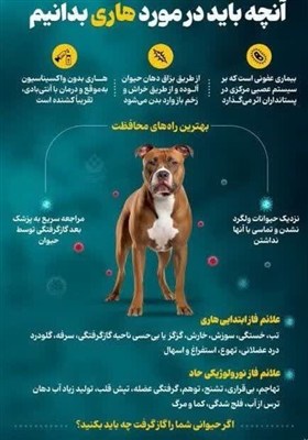 سالانه 7000 مورد حیوان‌گزیدگی در اردبیل