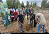 کاشت 1500 اصله نهال در 12 شهرستان خراسان جنوبی+ عکس