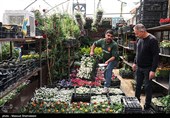 بازار گل تهران زیر سایه جنگ