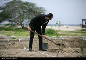 مراسم کاشت 168 اصله نهال به یاد شهدای میناب در کیش